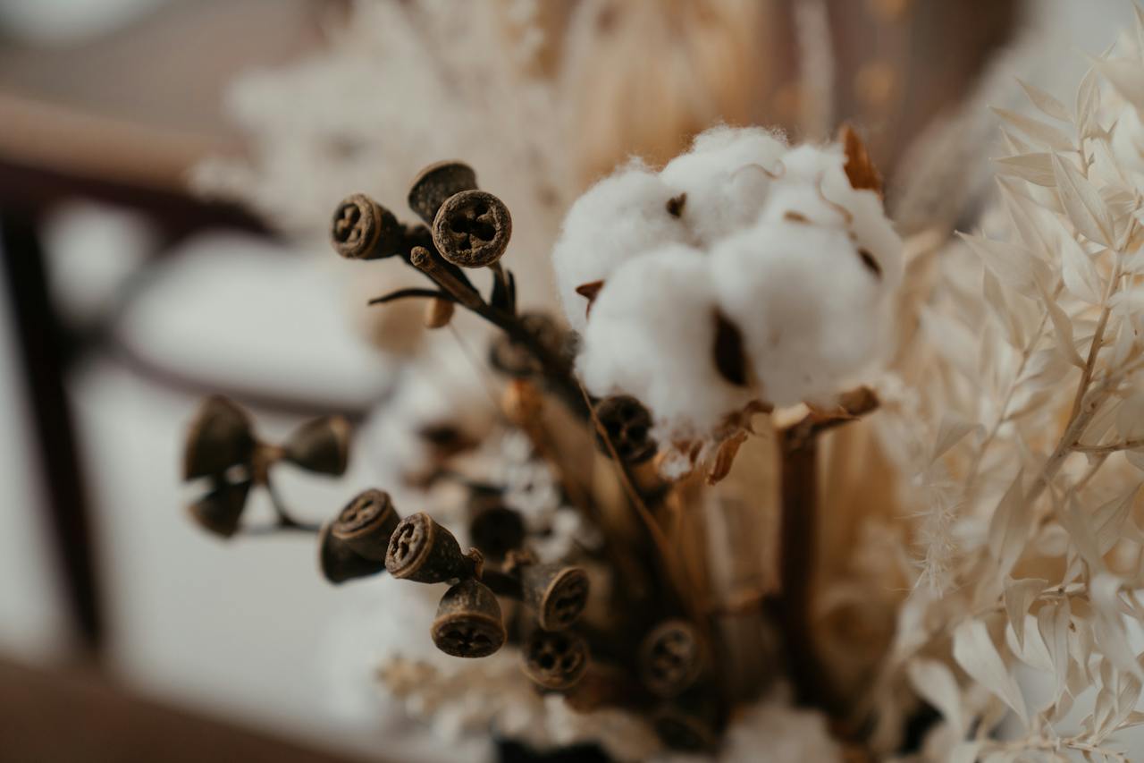 a-close-up-cotton-branch-with-a-blurred-background