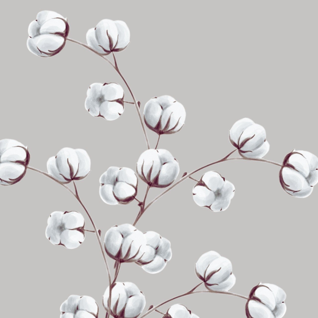 A-drawn-cotton-flower-branch